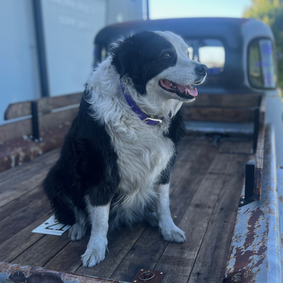 Dallas the Border Collie
