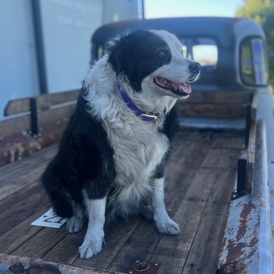 Dallas the Border Collie