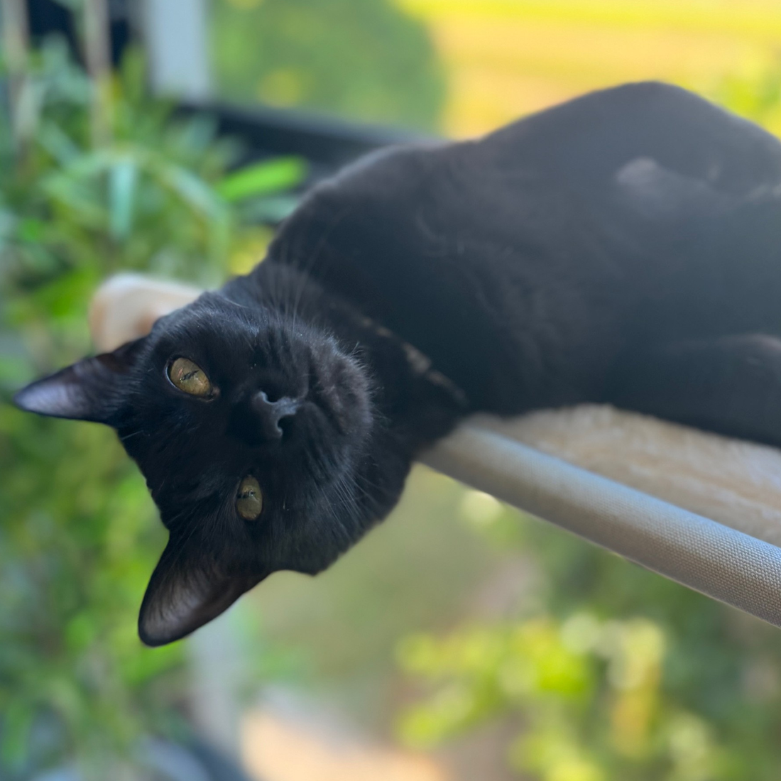 Dipstick (Dippy)